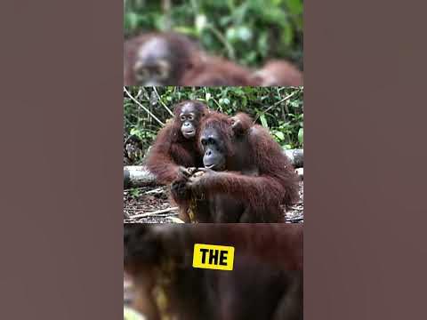 Orangutans The High IQ Primates #shorts #animals - YouTube