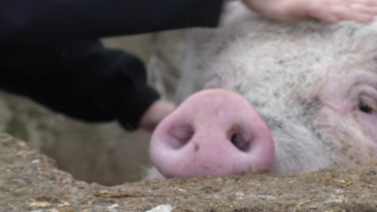 Chickens stolen from a school in Sittingbourne