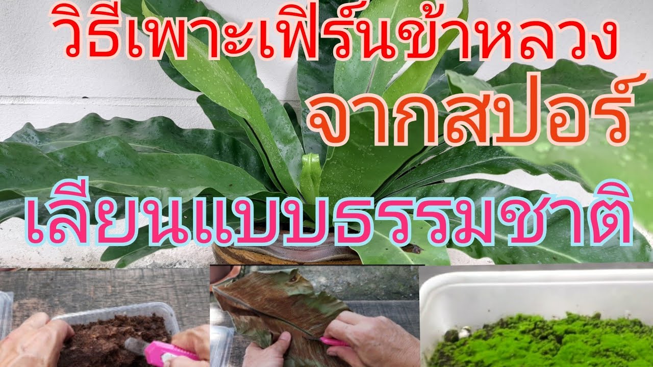EP.278วิธีเพาะเฟิร์นข้าหลวงจากสปอร์เลียนแบบธรรมชาติ/ใช้ดินจากซากต้นไม้ที่ผุแล้ว