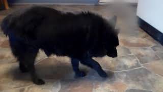 Cotton Schipperkes & Hound: EBONY'S 16TH BDAY