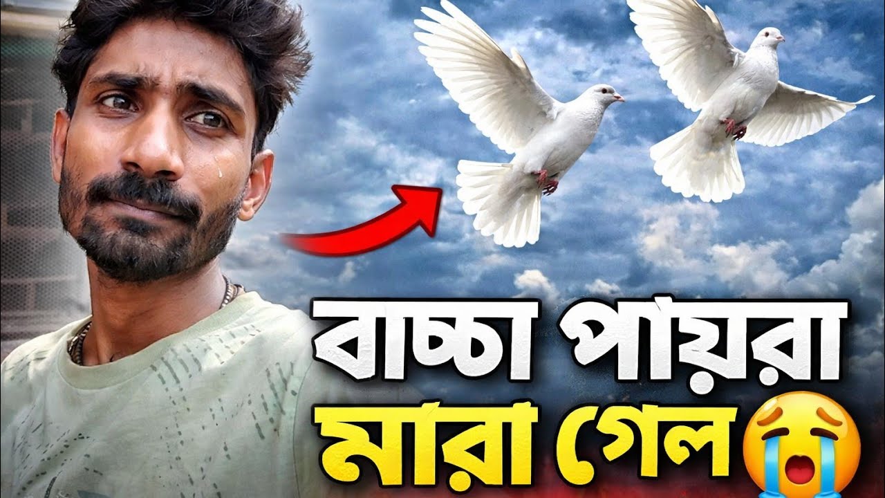 বাড়ির বাচ্চা পায়রা মারা গেল 😭 দুটো পায়রা আজকে অনেক দূর ছেড়ে দিয়েছি🕊️নতুন পায়রাদের ছেড়ে দিলাম