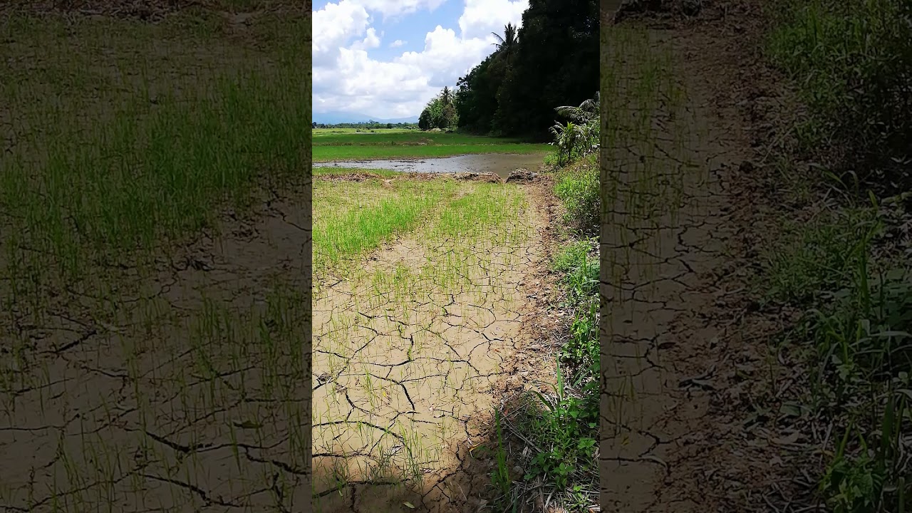 Kembali ke Sawah Padi 