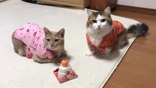 ちゃんちゃんこが似合うひのきと秀吉
