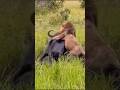 How a lion attacked a cow।कैसे एक शेर ने गाय पर हमला कर दिया#how #lion #attack #africa #shorts 🐂🐅🐆