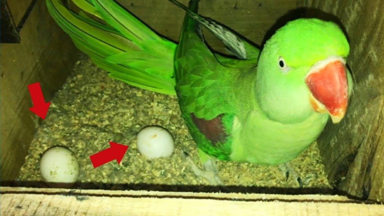 My Raw Parrot Female 2 Eggs Laying - YouTube