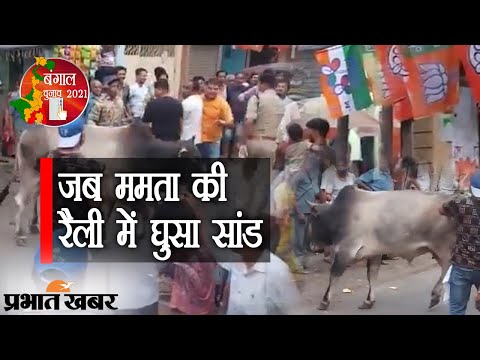 Bengal Chunav 2021: जब Mamata Banerjee की रैली में घुसा सांड, VIDEO Viral | Prabhat Khabar