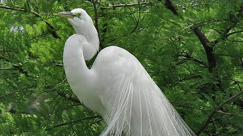 Most Beautiful Birds in the World / Breathtaking Beauty Of Earth's Most Exquisite Birds/ Relaxation