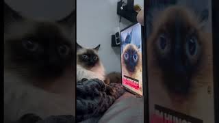 How “i” Create a Thumbnail That Represents Your Video with Prequel #shorts #cat #thumbnails