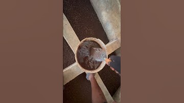 Producing maggot as an alternative animal feed is very sustainable