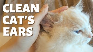 How to Clean a Cat's Ears | 4 Step Tutorial to Care for Cat’s Ears by Furry Diary 1,841 views 2 years ago 5 minutes, 15 seconds