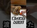 音が大きいほど早く動くクモに世界一うるさい笛を吹けばすごい速さで動くはず!
