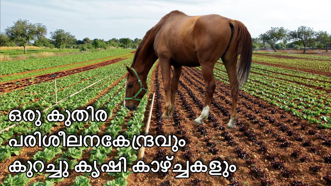 Horse training center and green veggies farm. bangalore malayalam stallions horses YouTube