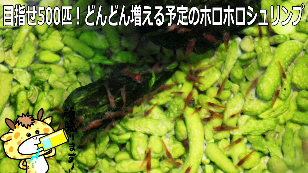 Aim for a 500-prawn brackishwater shrimp tank! Tips for breeding