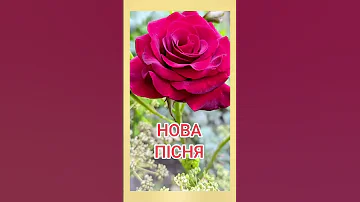 Вишня Нова пісня ХІТ 2025 українськамузика новамузика кохання любов весільніпісні 