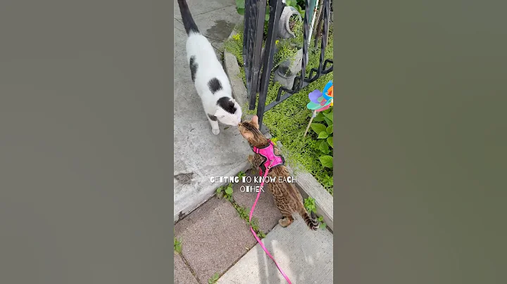 Watch the video about Forever friends #bestfriend #cutecats #cats #bengal #bengalcats