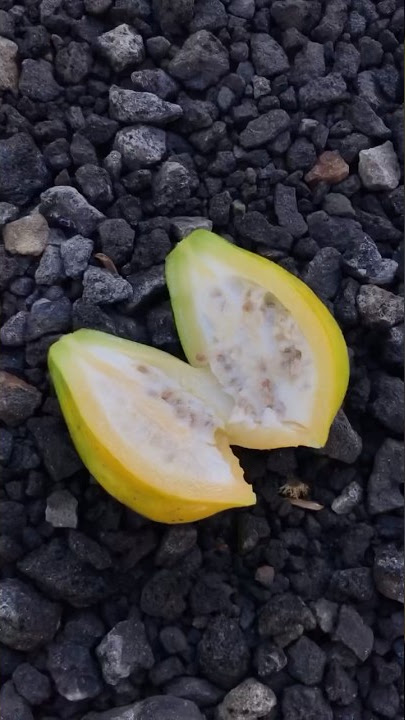 COBA BUAH CARICA KHAS DIENG || Rasanya Mantap! #buahcarica #asinancarica