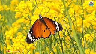 Download Lagu #video The Tragic Story Behind Udit Narayan's Farming Song | Sarso Ka Khet | ODHNI KE RANG PIYAR MP3