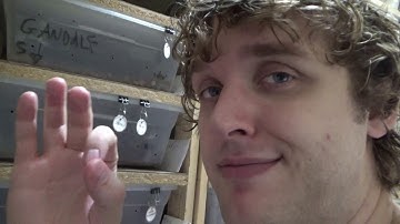 Female Ball Python Breeding Behavior Caught On Film!