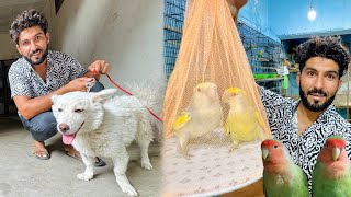 Pet Market Se New Birds Le Aiy