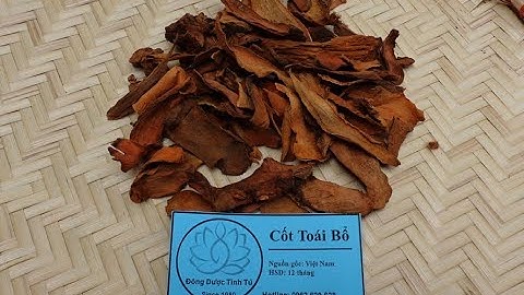 CỐT TOÁI BỔ : Vị thuốc có tác dụng bổ thận cường cốt, điều trị đau lưng, chấn thương
