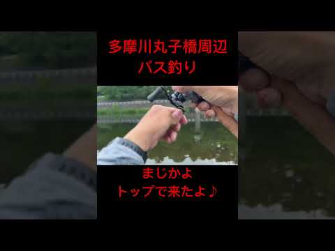 4月21日多摩川バス釣り#多摩川バス釣り#バス釣り#バスフィッシング#バス釣り好きと繋がりたい#釣り好きと繋がりたい#釣り