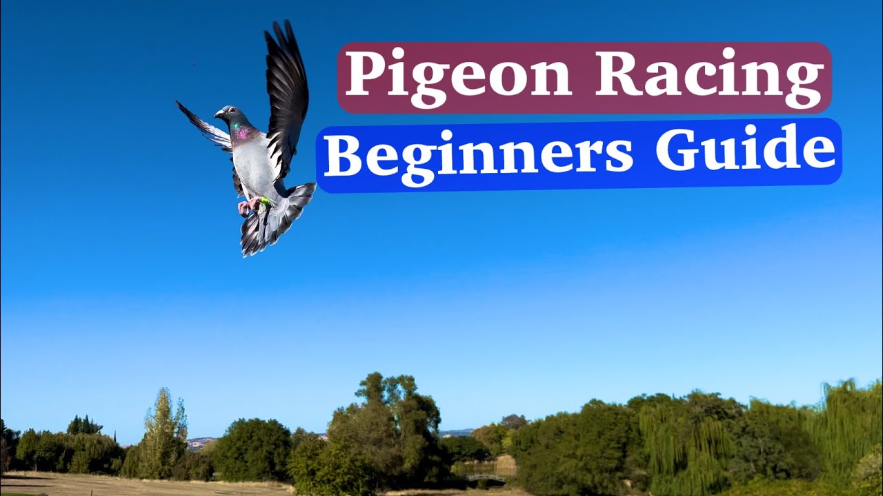 Thoughts for success in young bird racing - YouTube