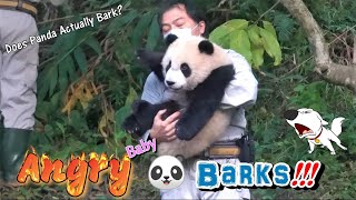 Angry Baby Panda Barks at Zookeeper Shocked Hundreds of People!