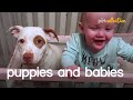 Adorable Puppies & Babies