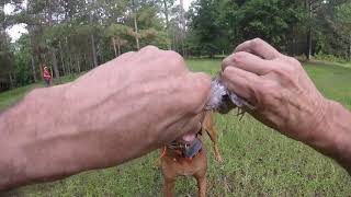 Vizsla Dog Training Video - Kinja working with Quail by William Storoe 96 views 4 years ago 7 minutes, 22 seconds