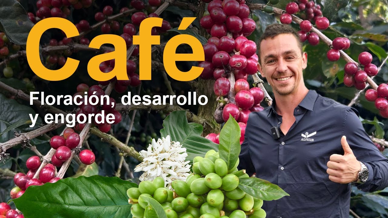 Programa de fertilización para café de altura | Copán, Honduras