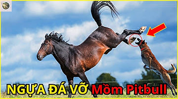 🔥Top 10 Những Cú Đá Thần Sầu Của Ngựa Khiến Chó Chóng Mặt | Top World Animal