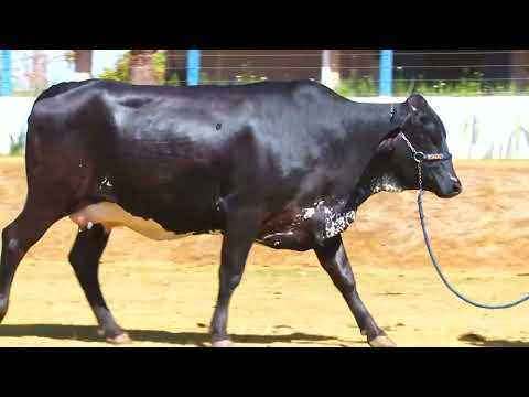 LOTE 41  SAFIRA DA PEZ 1274