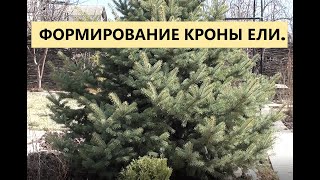 Обрезка и формирование кроны елей.