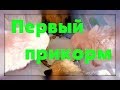 Первый прикорм щенков шпица.