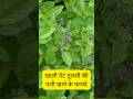 Khali Pet Tulsi Patti Khane Ke Fayde | 1 Patti = 10 Bimari Door 😱 #shorts #trendingshorts