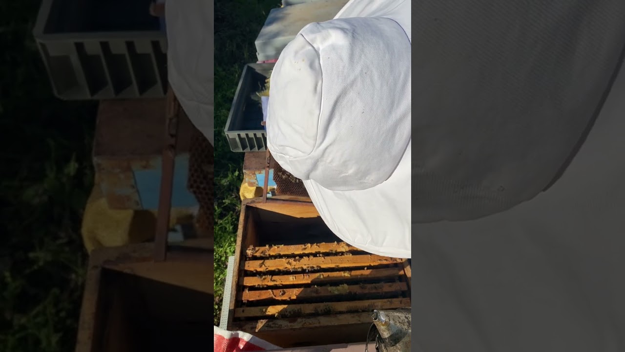 Varroa hasarlı koloniye müdahale