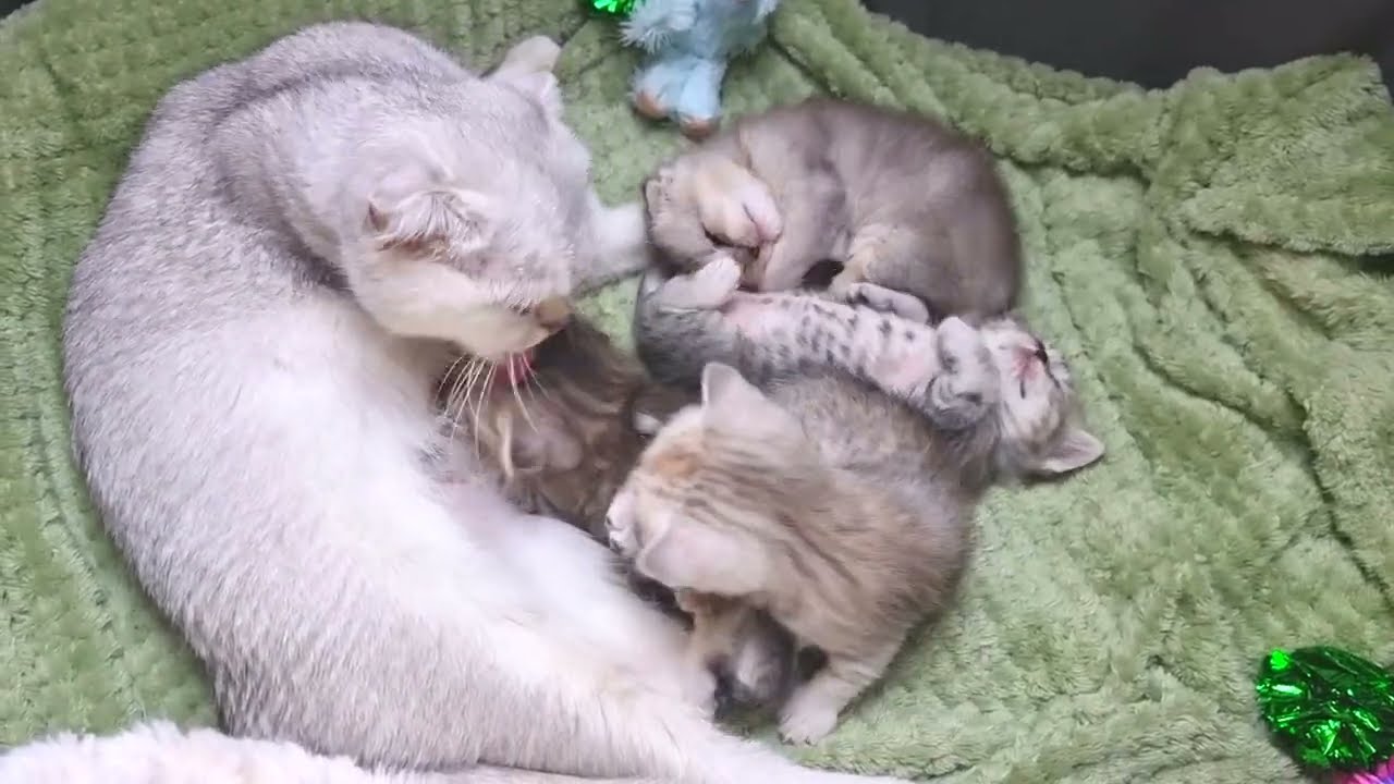 Котятам время кушать! Мама кошка разбудила котят, чтобы накормить