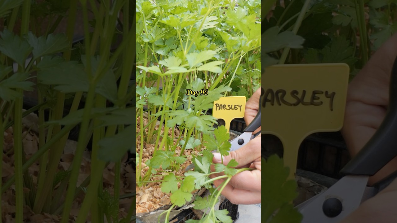 Growing Parsley from Seed to Regular Harvest