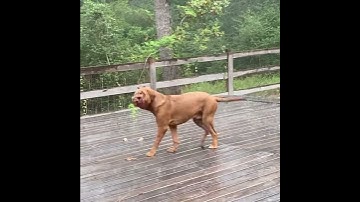 Doggy Tries To Catch Rain || ViralHog
