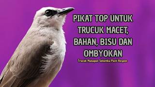Trucukan GACOR ngalas ROPEL PANJANG suara alam AMPUH buat pancingan jadikan trucuk Gacor GARUDA