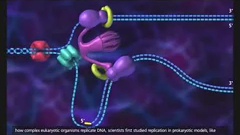 DNA replication in prokaryotic cell 3D animation with subtitle