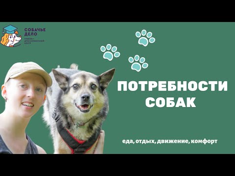Потребности собаки - еда, отдых, движение, комфорт