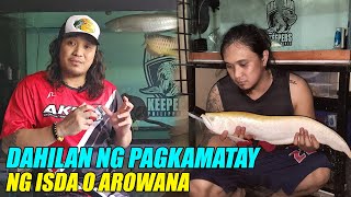 Ibat Ibang Dahilan Ng Pagkamatay Ng Arowana