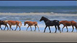 Wild Photo Adventures: Wild Horses (Trailer)