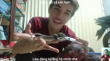 Nuôi sóc con - Sóc nhen , sóc bông , sóc đồi , sóc đất | Đội hình sóc con dễ thương