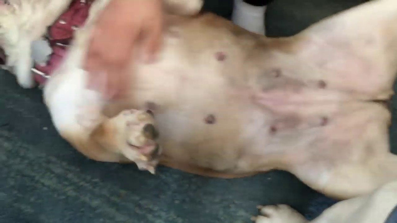 UPDATE SKIN INFECTION GONE English Bulldog YouTube