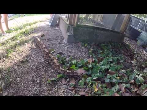 Letting a Gaboon Viper Stretch Her Legs and Show Off Her Camoflauge