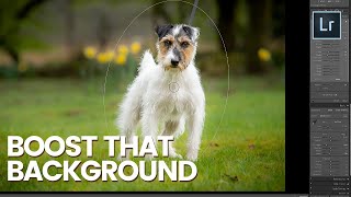 BOOST BACKGROUND WITH THE RADIAL FILTER in Lightroom - Episode 4 - Terrier Dog Photo Editing Series screenshot 4