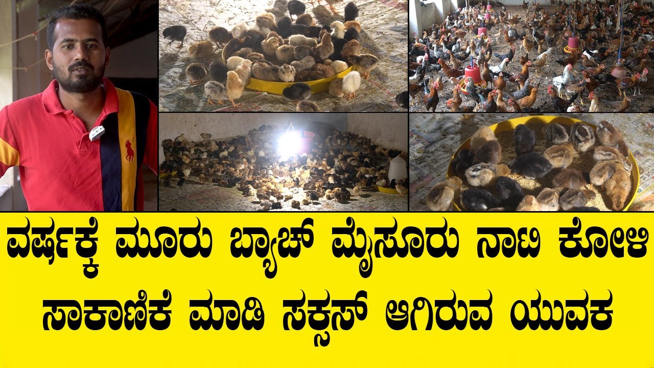 call 9900055458, 9900055457 ಮೈಸೂರು ನಾಟಿ ಕೋಳಿ ಸಾಕಾಣಿಕೆ ಮಾಡಿ ಸಕ್ಸಸ್ ಆಗಿರುವ ಯುವಕ|natikoli farm video