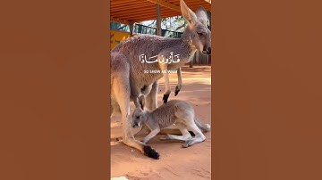 هذا خلق الله سورة لقمان الاية 11